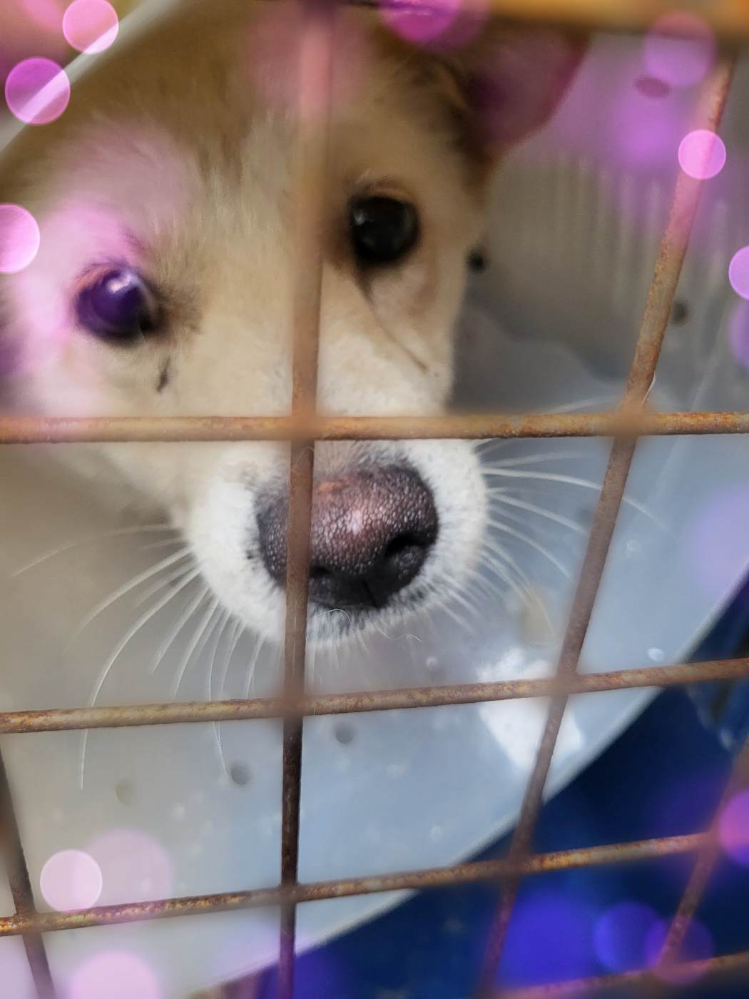 군산유기동물보호센터_445467202301767